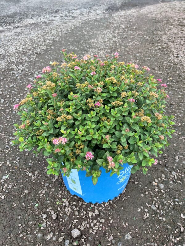 Spiraea j. 'Poprocks Petite'; Poprocks Petite Spirea