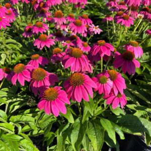 Echinacea p. 'Pow Wow Wild Berry'; Pow Wow Wild Berry Coneflower