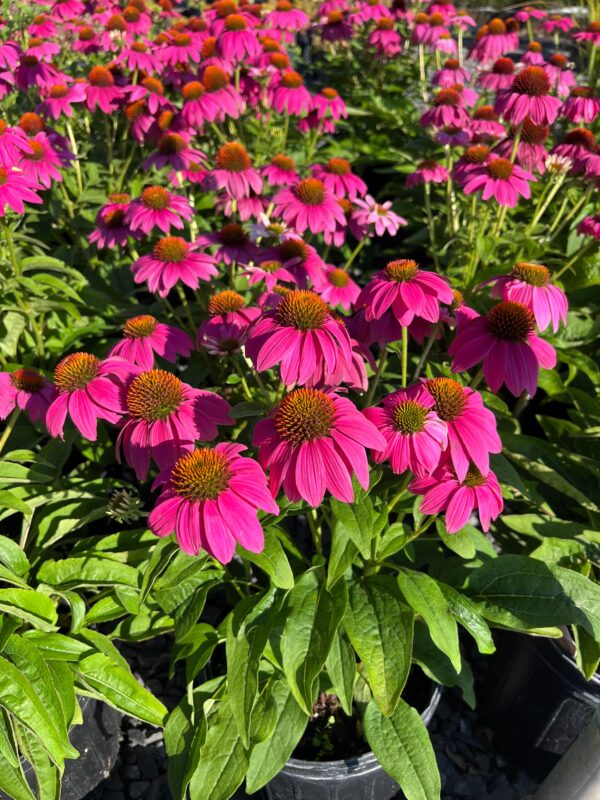 Echinacea p. 'Pow Wow Wild Berry'; Pow Wow Wild Berry Coneflower