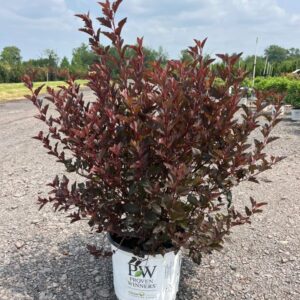 Physocarpus o. 'Summer Wine'; Summer Wine Ninebark