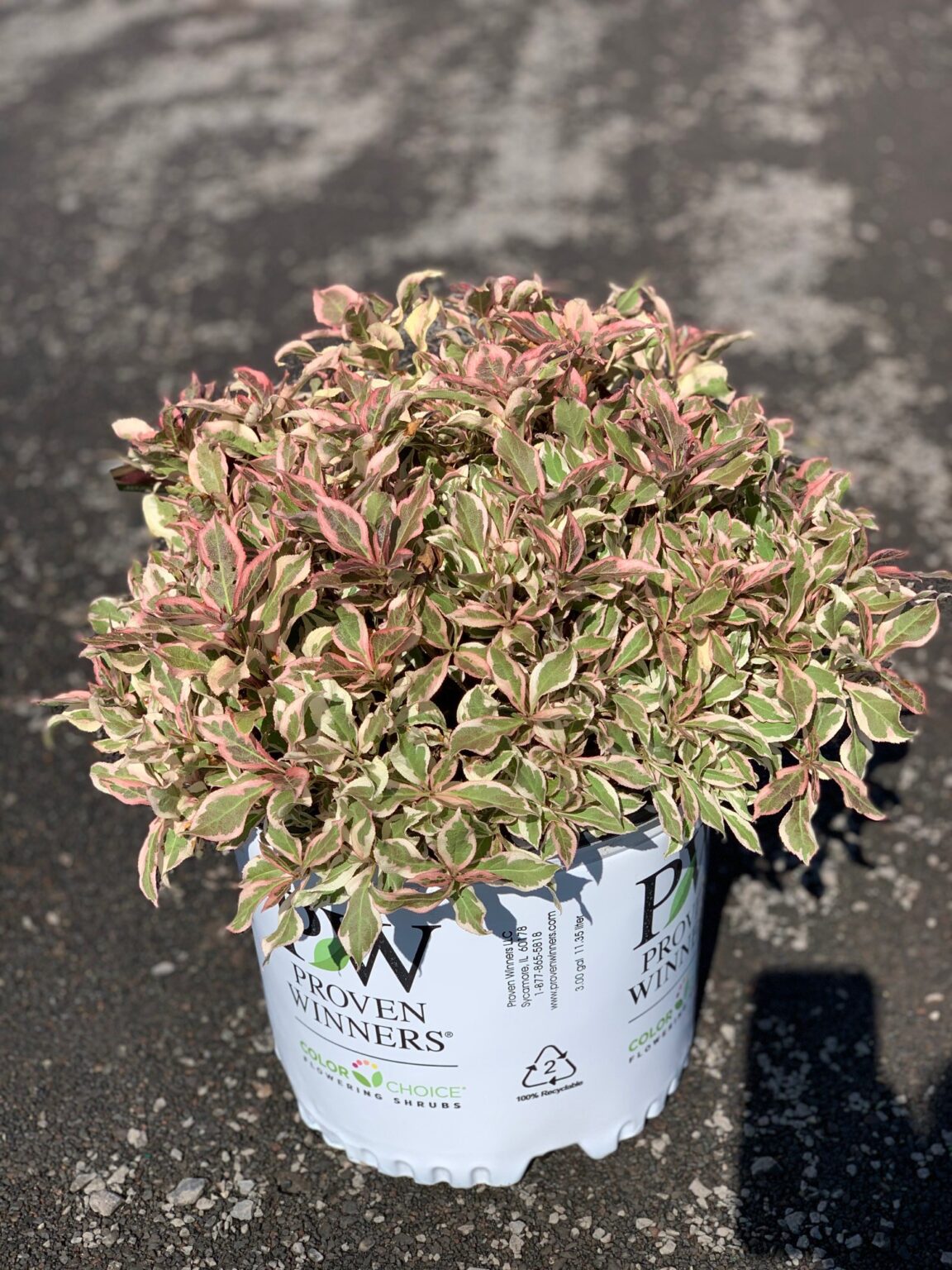 Weigela f. ‘My My Weigela Feeney's Wholesale Nursery