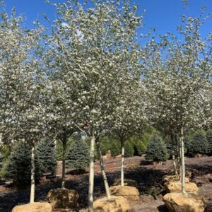 Crataegus v. 'Winter King'; Winter King Hawthorn