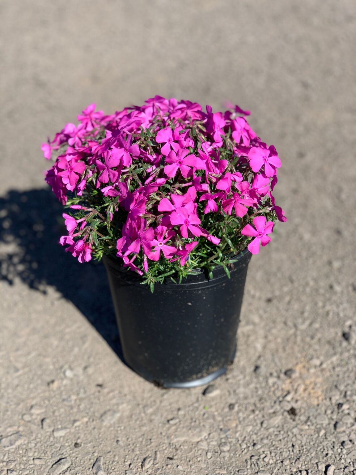 Phlox s. ‘Drummond’s Pink’; Drummond’s Pink Creeping Phlox Feeney's