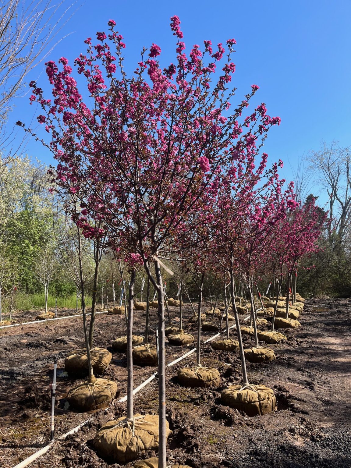 Malus ‘Cardinal’; Cardinal Crabapple Feeney's Wholesale Nursery