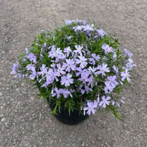Phlox s. 'Emerald Blue'; Emerald Blue Creeping Phlox