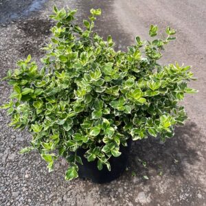 Euonymus f. 'Emerald Gaiety'; Emerald Gaiety Euonymus