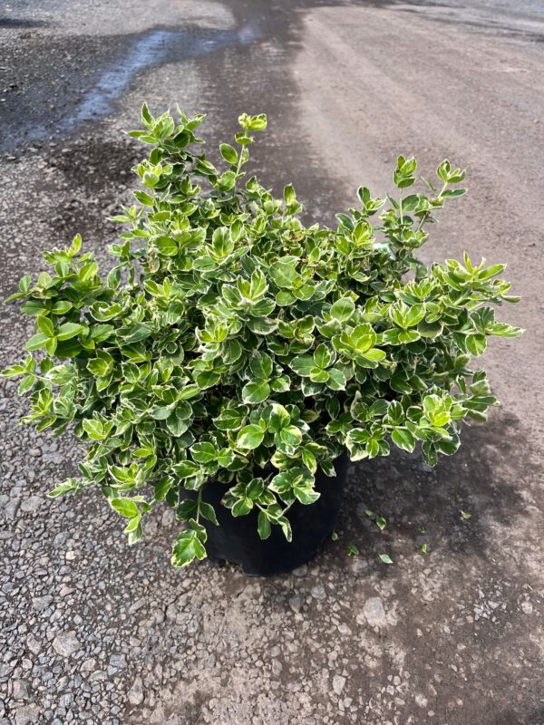 Euonymus f. 'Emerald Gaiety'; Emerald Gaiety Euonymus