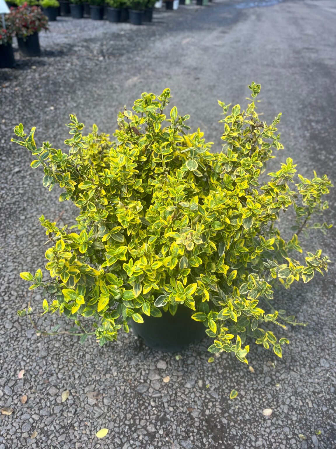 Euonymus f. ‘Emerald n Gold’; Emerald n Gold Euonymus – Feeney's ...