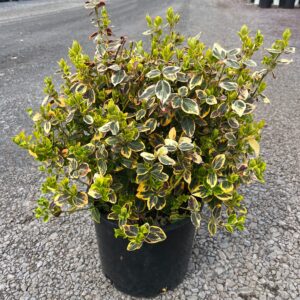 Euonymus f. 'Emerald n Gold'; Emerald n Gold Euonymus