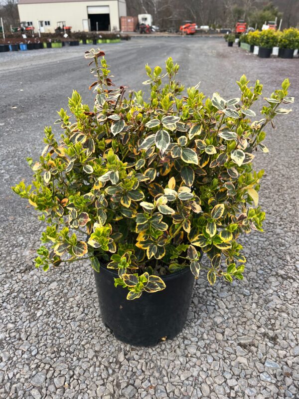 Euonymus f. 'Emerald n Gold'; Emerald n Gold Euonymus