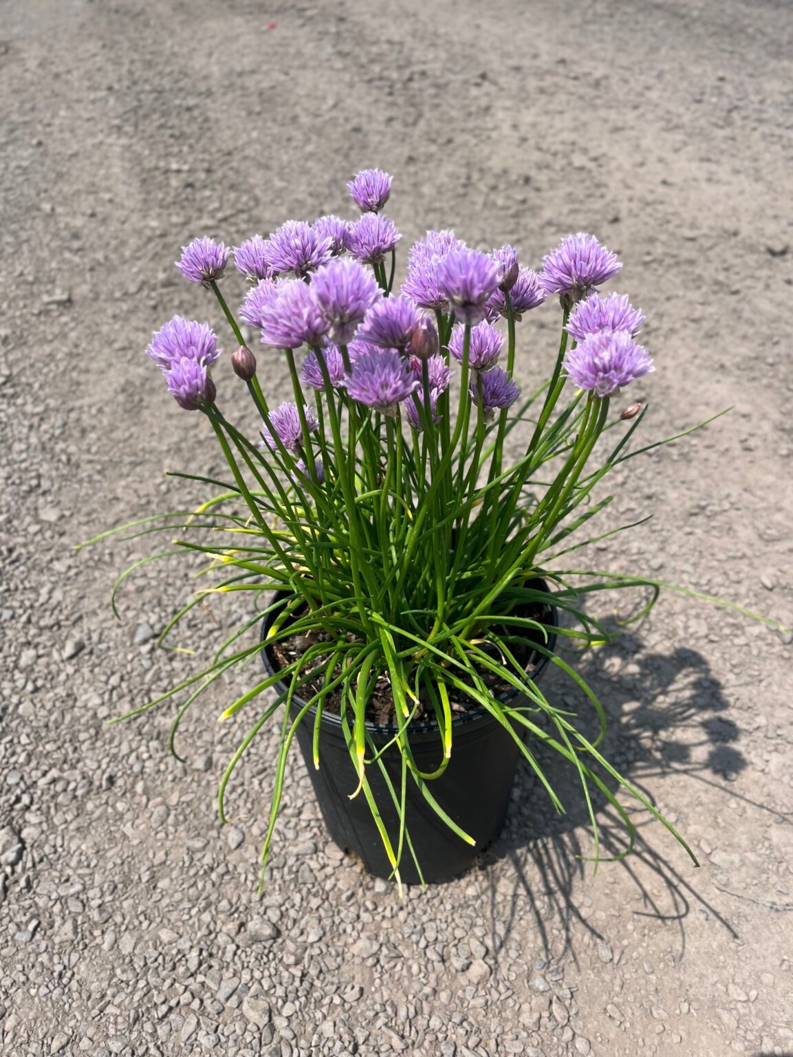 Allium x ‘Chivette’; Chivette Ornamental Onion Feeney's Wholesale Nursery