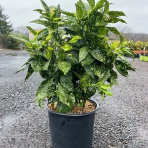 Aucuba j. 'Gold Dust'; Gold Dust Aucuba