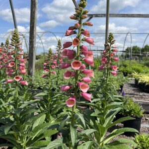 Digitalis x. 'Arctic Fox Rose'; Arctic Fox Rose Foxglove