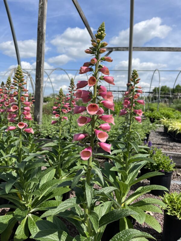 Digitalis x. 'Arctic Fox Rose'; Arctic Fox Rose Foxglove