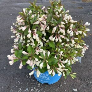 Weigela f. 'Afterglow'; Afterglow Weigela