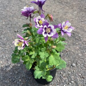Aquilegia x 'Early Bird Purple White'; Early Bird Purple White Columbine