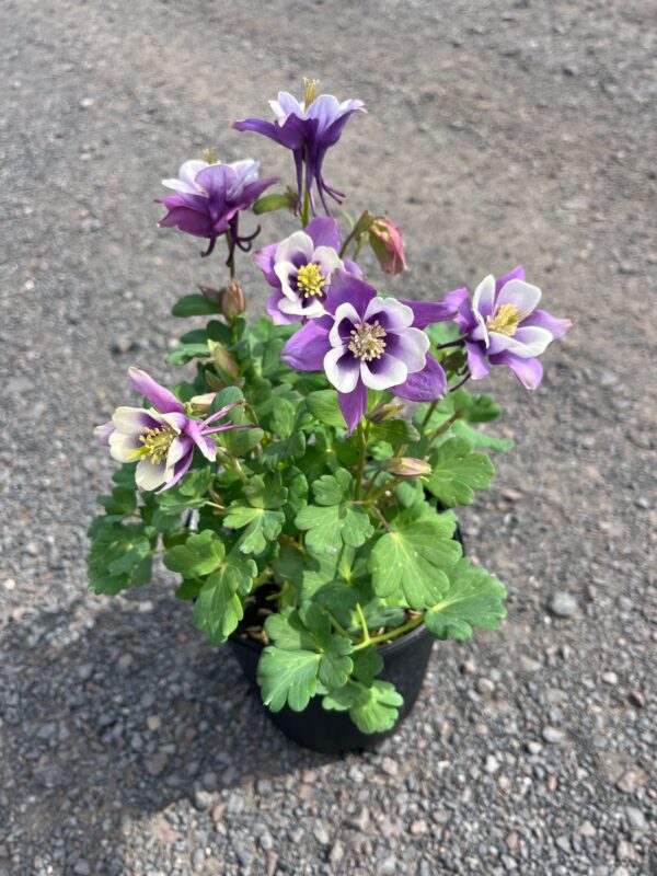 Aquilegia x 'Early Bird Purple White'; Early Bird Purple White Columbine