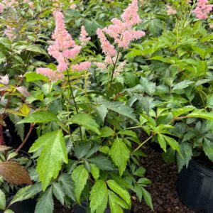 Astilbe j. 'Peach Blossom'; Peach Blossom False Goat's Beard