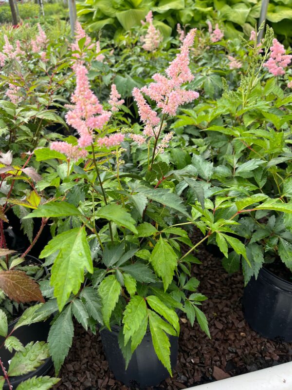 Astilbe j. 'Peach Blossom'; Peach Blossom False Goat's Beard