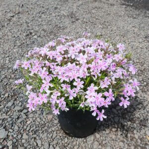 Phlox s. 'Candy Stripes'; Candy Stripes Creeping Phlox