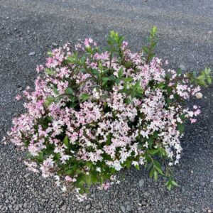 Deutzia x 'Yuki Cherry Blossom'; Yuki Cherry Blossom Deutzia
