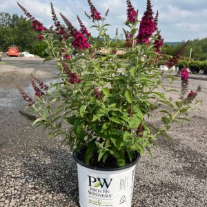 Buddleia d. 'Miss Ruby'; Miss Ruby Butterfly Bush