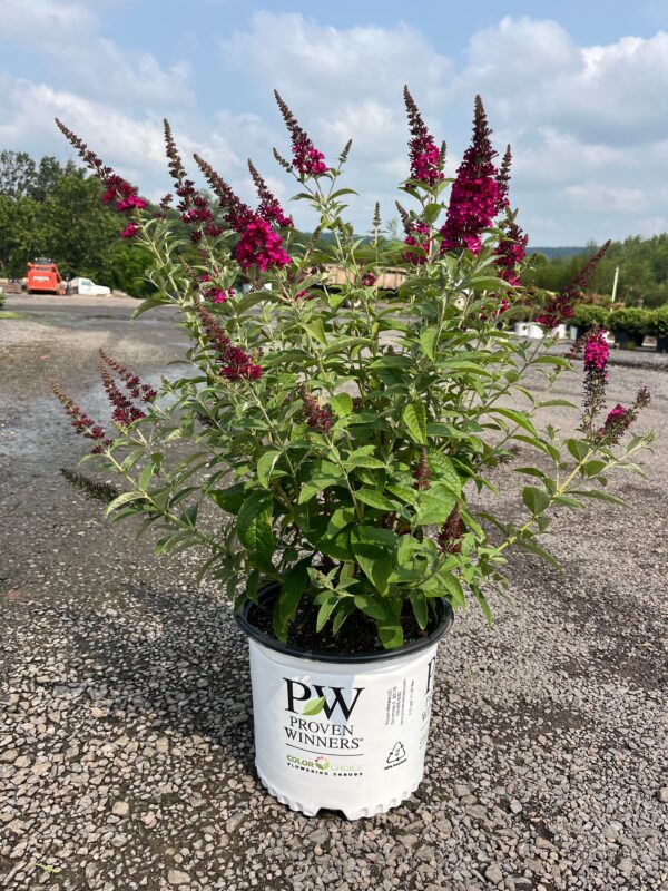 Buddleia d. 'Miss Ruby'; Miss Ruby Butterfly Bush