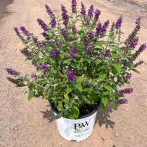 Buddleia d. 'Miss Violet'; Miss Violet Butterfly Bush