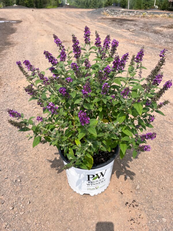 Buddleia d. 'Miss Violet'; Miss Violet Butterfly Bush
