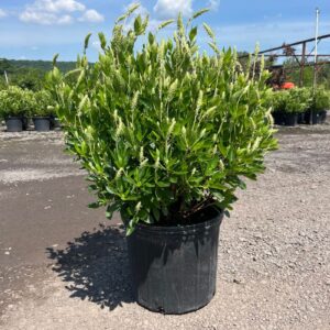 Clethra a. 'Sixteen Candles'; Sixteen Candles Summersweet