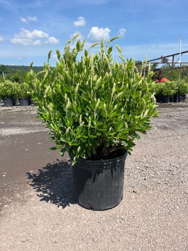 Clethra a. 'Sixteen Candles'; Sixteen Candles Summersweet