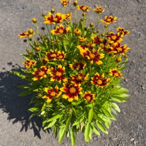 Coreopsis x 'UpTick Gold & Bronze'; UpTick Gold & Bronze Tickseed