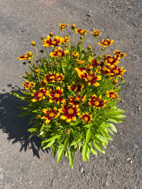 Coreopsis x 'UpTick Gold & Bronze'; UpTick Gold & Bronze Tickseed